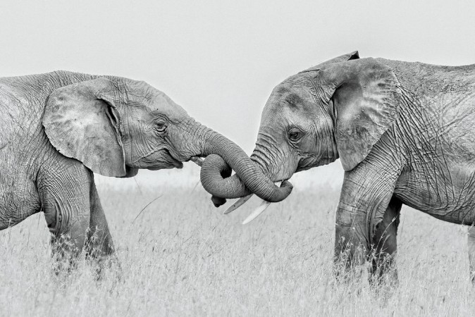 Image de Confrontation