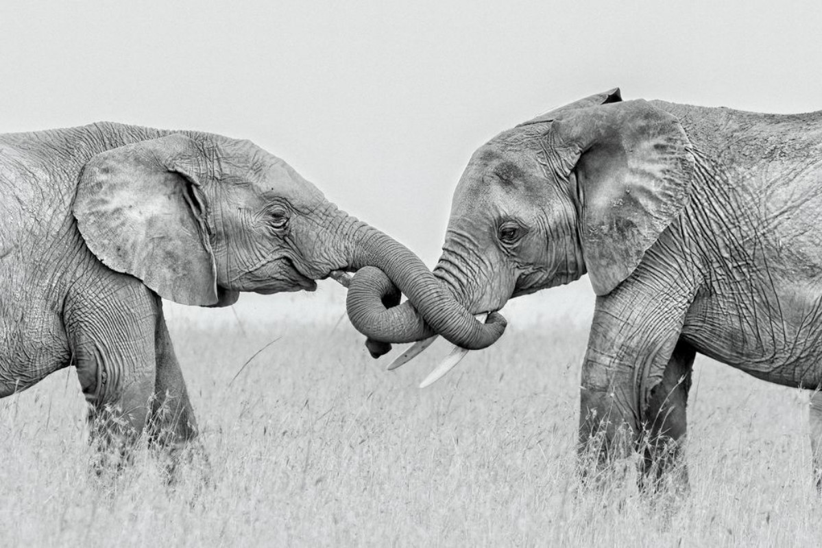 Bild på Confrontation