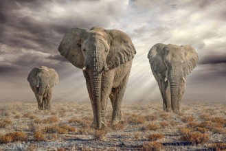 Снимка на Etosha Elephants