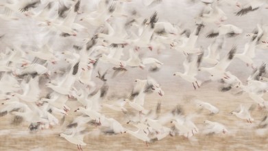 Ritratt ta’ Birds