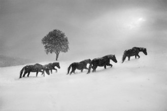 Picture of Frosty Hooves