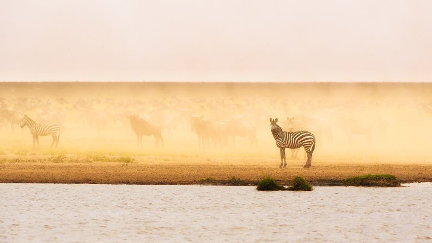 Afbeeldingen van This is Ndutu