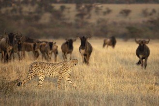 Obrázek On the Hunt