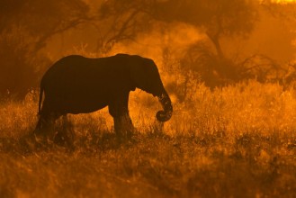 Poza cu Golden Elephant in Savute