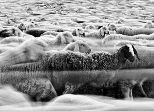 Bild von River Sheep