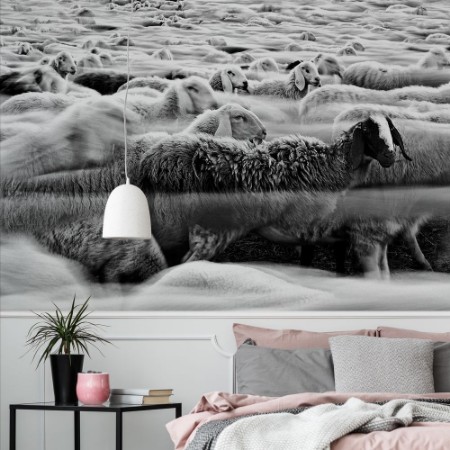 Picture of River Sheep