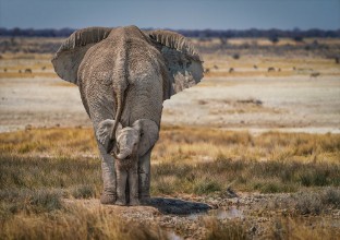 Imagem de BabyElephant