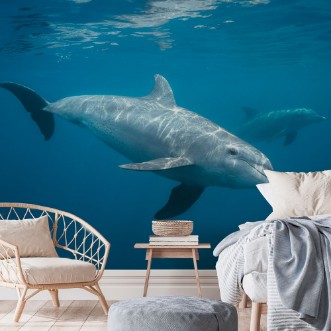 Picture of Curious Dolphin