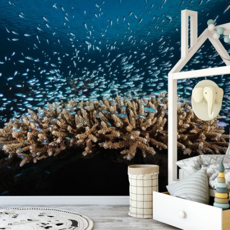 Afbeeldingen van Underwater Life