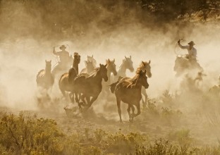 Picture of Tending the Herd