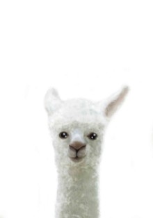 Obrázek Llama