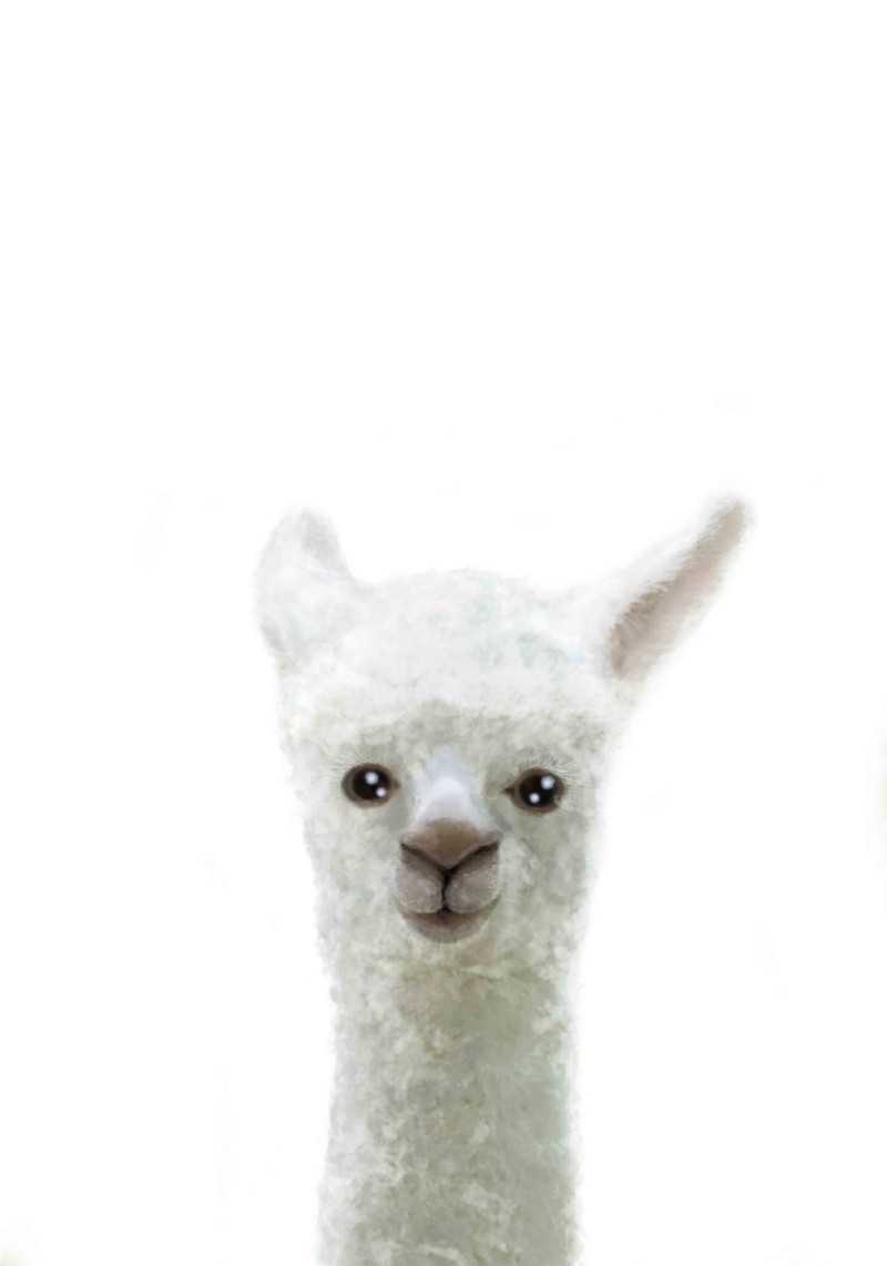Obrázek Llama