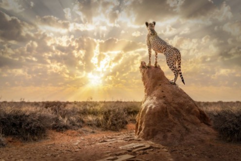 Obrazek Sundown Cheetah