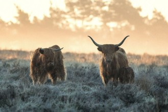 Bild von Three Highlanders