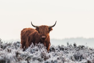 Immagine di Highlander