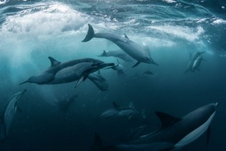 Ritratt ta’ Dolphine run