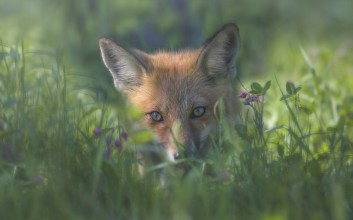 Imagem de Red fox