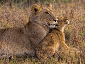 Slika Baby Lion with Mother