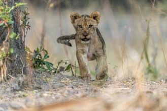 Obrazek Cub