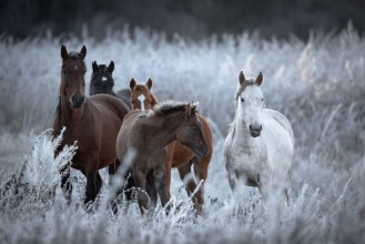 Obrazek One Frosty Morning