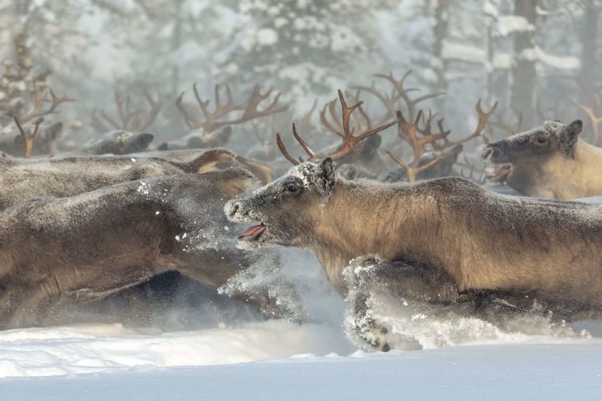 Picture of Reindeers III