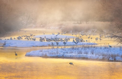 Picture of Golden Morning