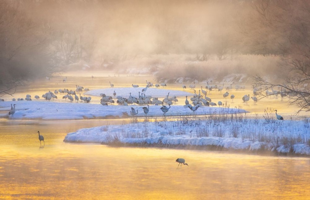 Picture of Golden Morning