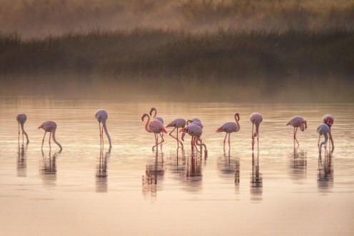 Picture of Flamboyance