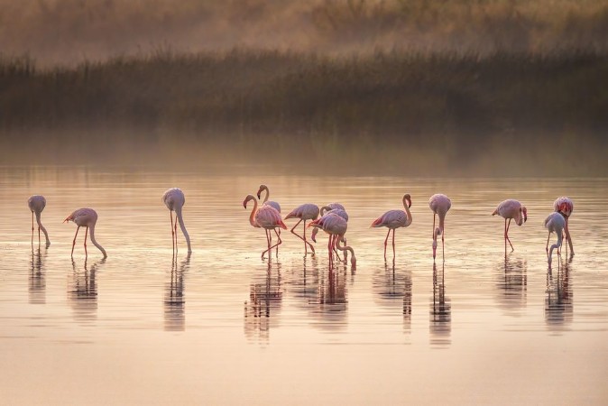 Picture of Flamboyance