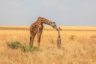 Εικόνα της Newborn