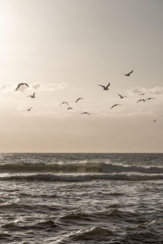 Picture of Birds and the Sea 3