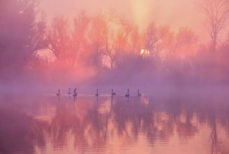 Slika Swan Lake Sunrise