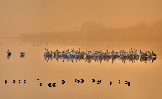 Poza cu Good morning pelicans!
