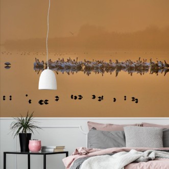 Poza cu Good morning pelicans!