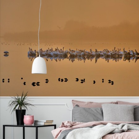 Picture of Good morning pelicans!