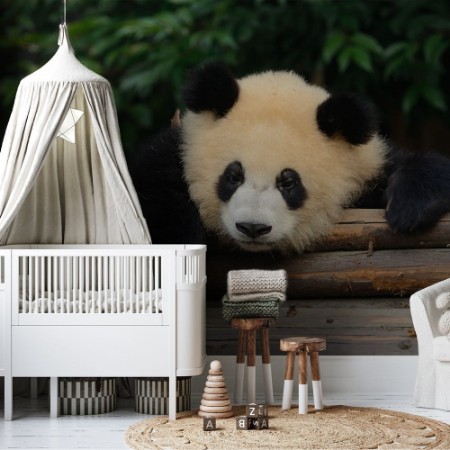 Afbeeldingen van Giant Panda Bear