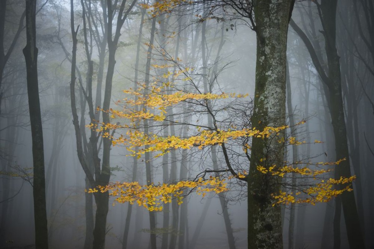 Picture of Beech Forest in Autumn