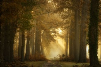 Picture of Forever Forest