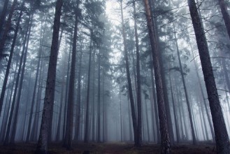 Obrázek Mysterious Foggy Forest