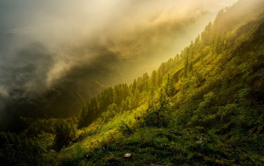 Lothlorien Forest photowallpaper Scandiwall