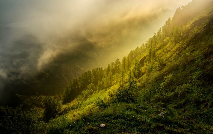 Lothlorien Forest photowallpaper Scandiwall