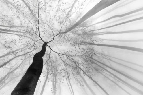 After Winter Sleep photowallpaper Scandiwall