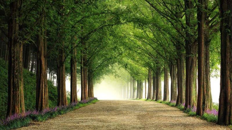Metasequoia Road photowallpaper Scandiwall