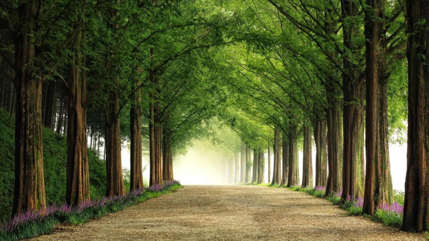 Picture of Metasequoia Road