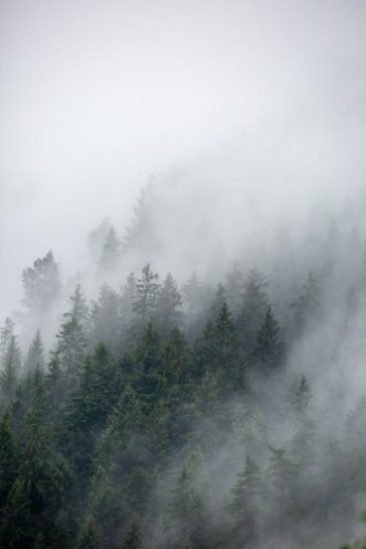 Bild von Foggy Morning 2