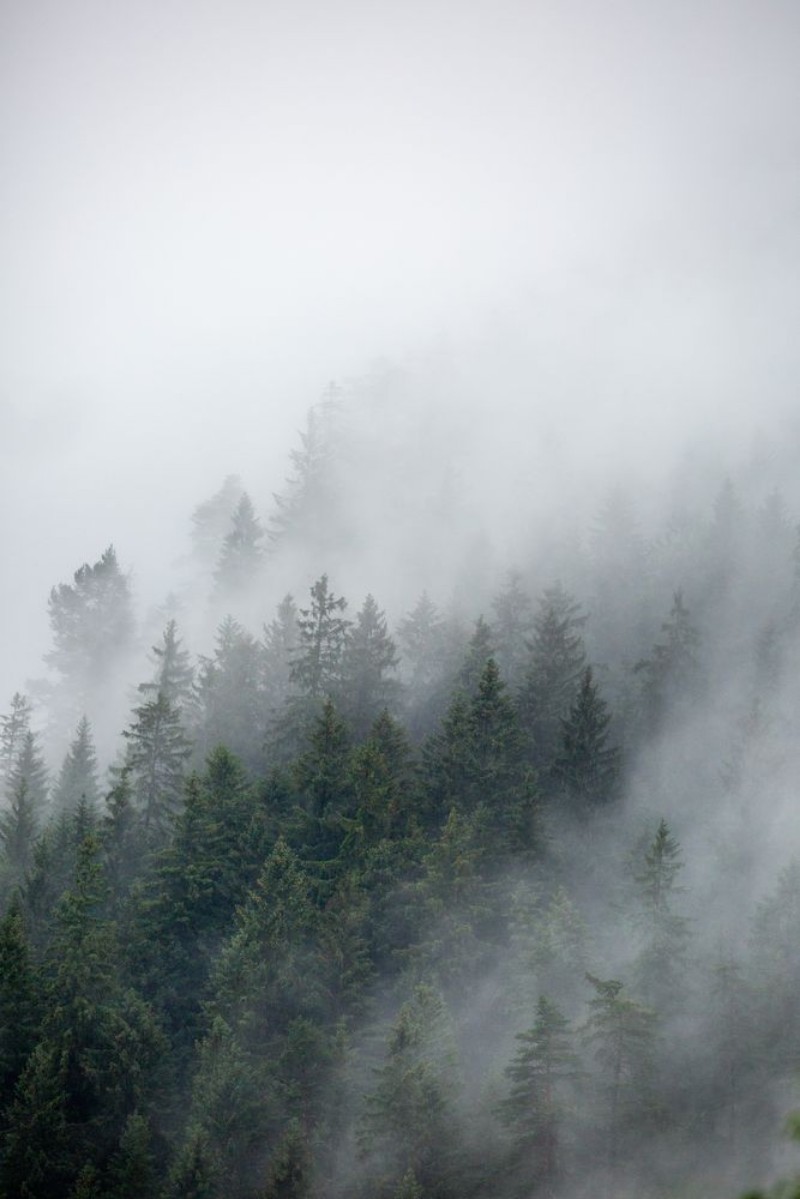 Picture of Foggy Morning 2