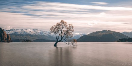 Picture of Lonely Tree