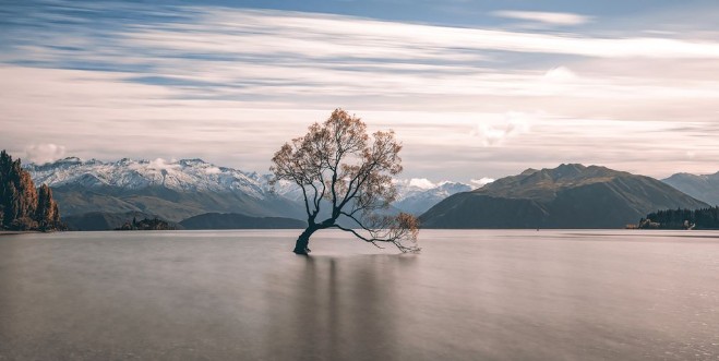 Lonely Tree photowallpaper Scandiwall