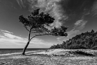 Image de Trees in the Wind
