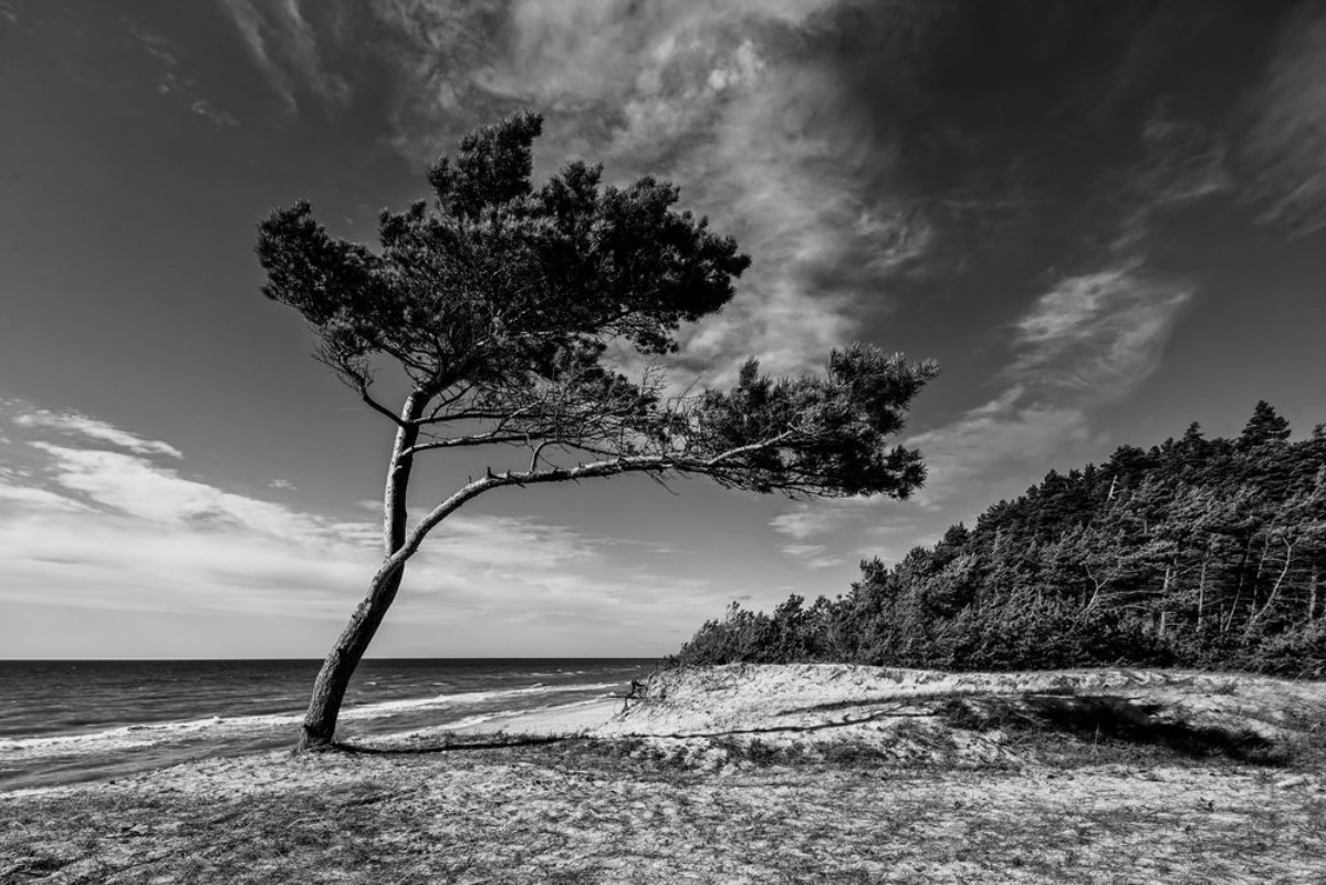 Picture of Trees in the Wind